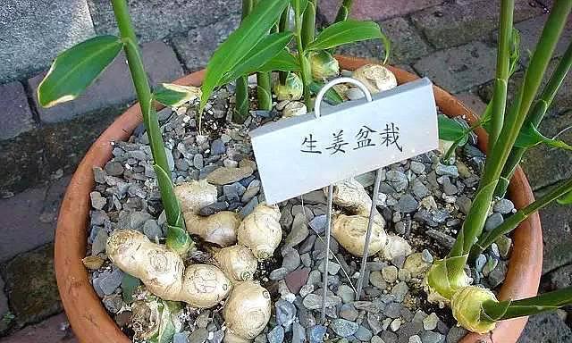 生姜的最佳挖掘时间（从种植到收获）