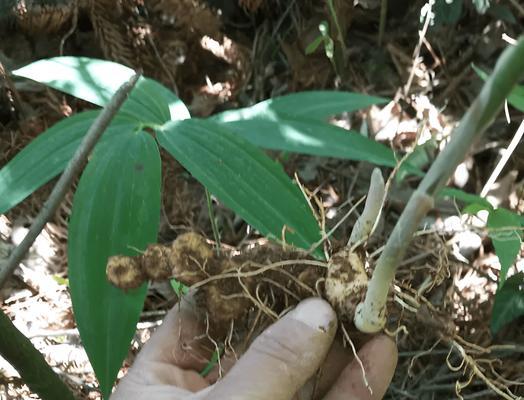 生姜的最佳挖掘时间（从种植到收获）
