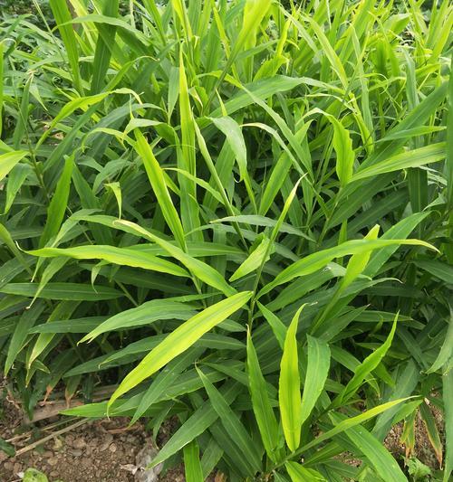 生姜的种植与养护（适合什么地方种植）