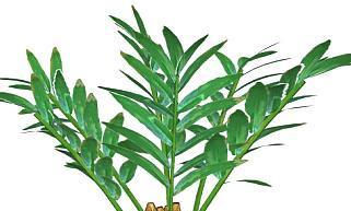生姜的种植技巧（用心种）