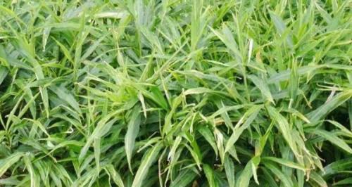 生姜种植与收获时间（了解生姜的生长周期及时把握种植和收获时间）