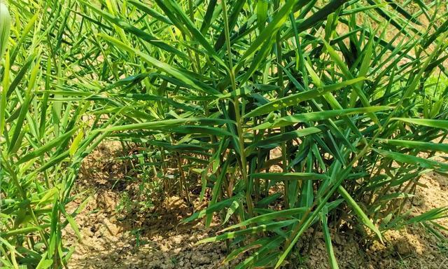 生姜种植时间与生长周期（掌握种植时间丰收更轻松）