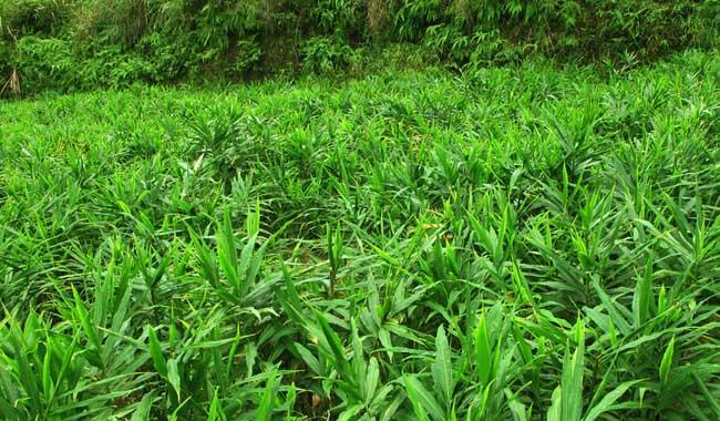 生姜种植条件全面指南（如何选择生姜种植地点及适宜的气候条件）