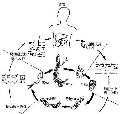 生姜钻心虫防治方法（掌握这些方法）