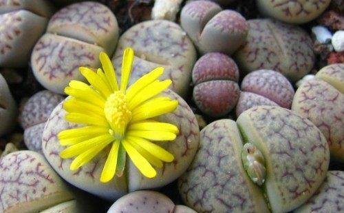 生石花的养殖方法和注意事项（打造鲜花盛开的家庭花园）