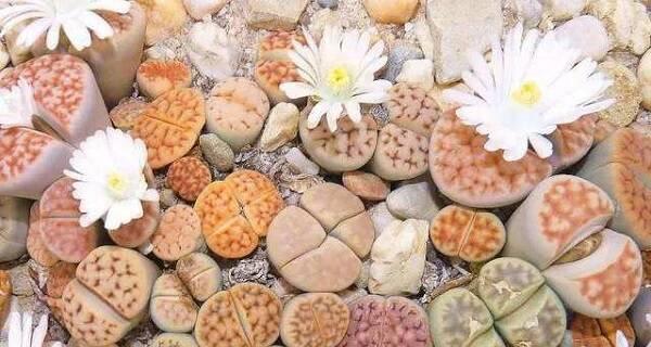 生石花的开花时间与特点（了解生石花）