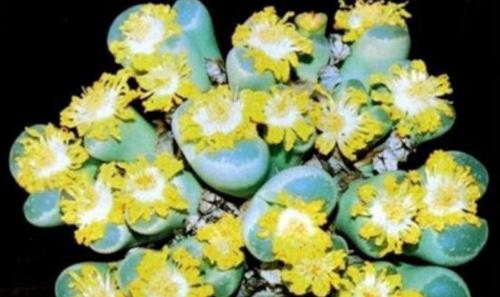 生石花的开花时间与特点（了解生石花）
