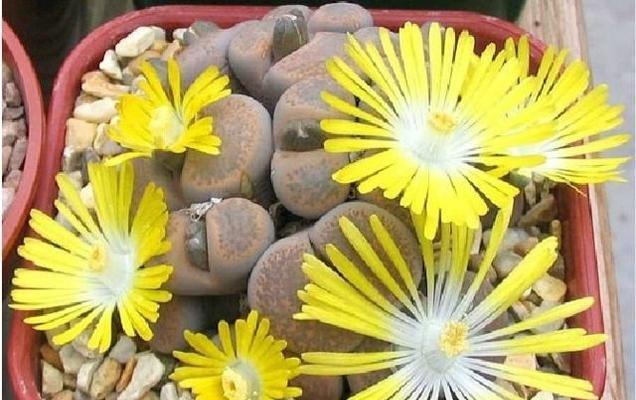 生石花的养殖方法与养护要点（掌握这些技巧）
