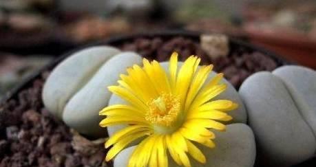 生石花开花后的处理技巧（打造最美的花园）