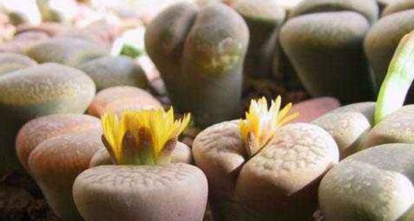 生石花种植技巧详解（最佳播种时间）