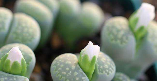 生石花授粉时间与方法（最佳授粉时间）