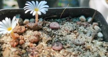 生石花授粉时间与方法（最佳授粉时间）