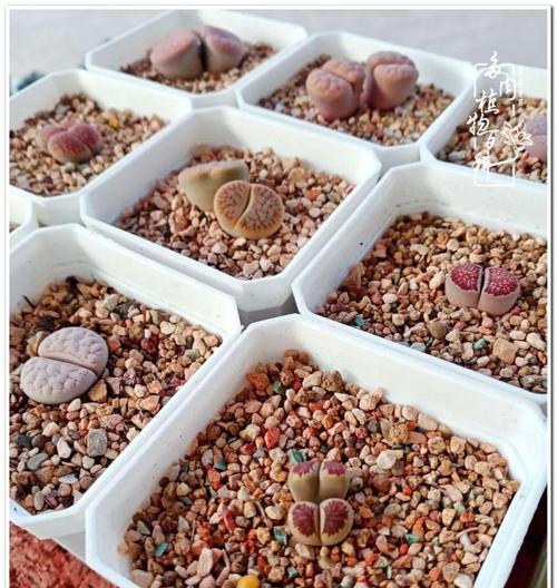 生石花的生长与开花周期剖析（了解生石花的生长特征）