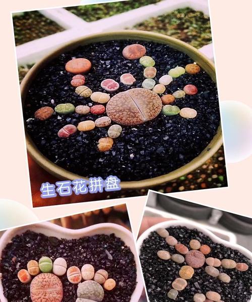 生石花的盆栽技巧（选择适合生石花的盆栽及养护要点）