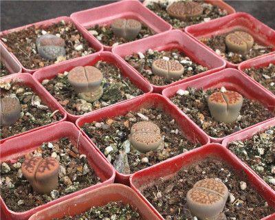 生石花的盆栽技巧（选择适合生石花的盆栽及养护要点）