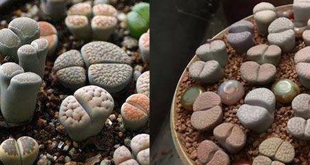 多肉生石花繁殖技巧详解（注意事项和方法大揭秘）