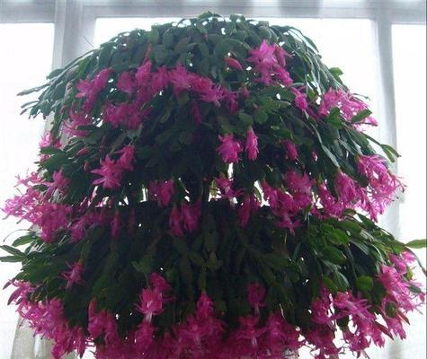 升职送什么花（职场情感礼仪指南）