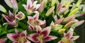 百合花（揭示百合花的寓意和文化传承）