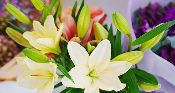 百合花（揭示百合花的寓意和文化传承）
