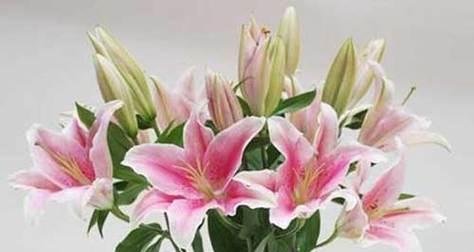 百合花的象征意义及文化传承（探索百合花的深层寓意与文化传统）