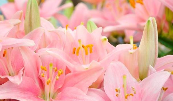 《花开花落，芬芳依旧——百合花语大全及寓意》（用百合花语传递爱的信息）