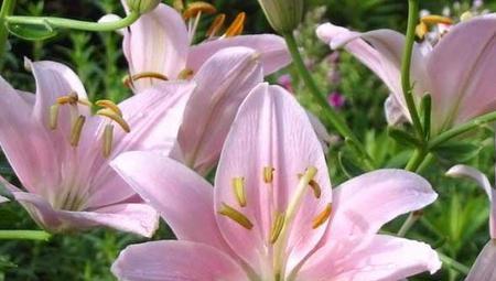 百合花语与寓意的探究（探寻百合的神秘与美丽）