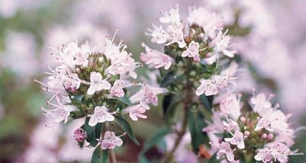 百里香花语（通过百里香花语了解自我）