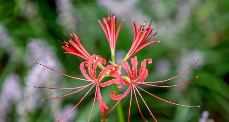 彼岸花——花开于人间，寄托生命之美（彼岸花的简介与花语）