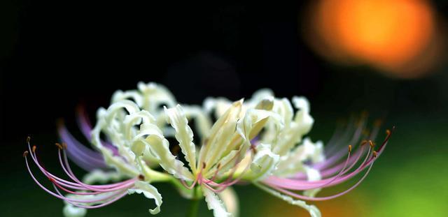 彼岸花花语大全（探寻彼岸花的花语）