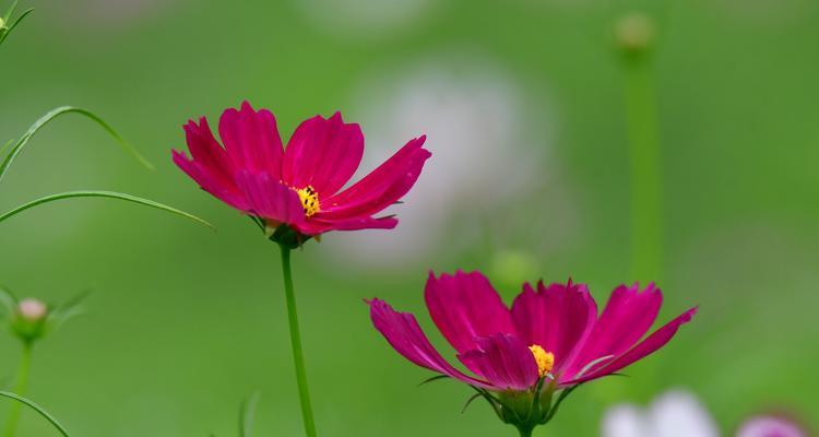 花开一季，寄托深情——以波斯菊的花语为主题的文章（探寻波斯菊花语的深刻内涵）
