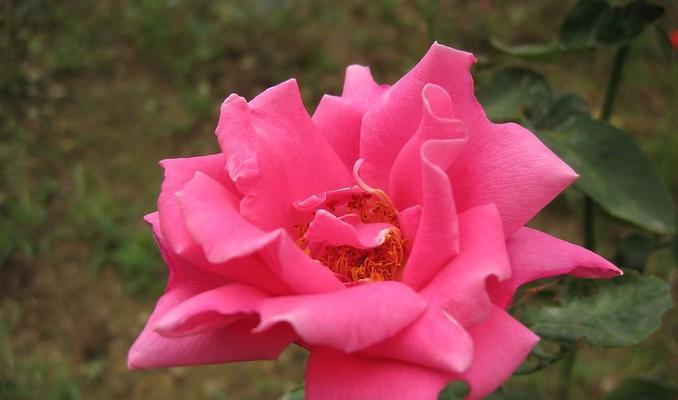 不同颜色玫瑰花的寓意（玫瑰花的色彩世界与情感表达）