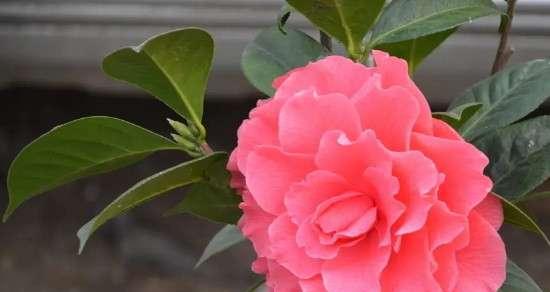 粉色山茶花的花语及代表意义（浪漫）