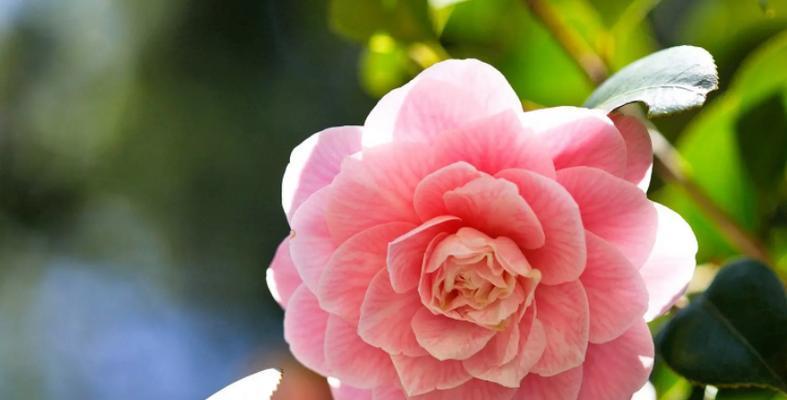 粉色山茶花的花语及代表意义（浪漫）