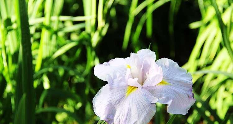 菖蒲花语（探寻菖蒲花的深层寓意）