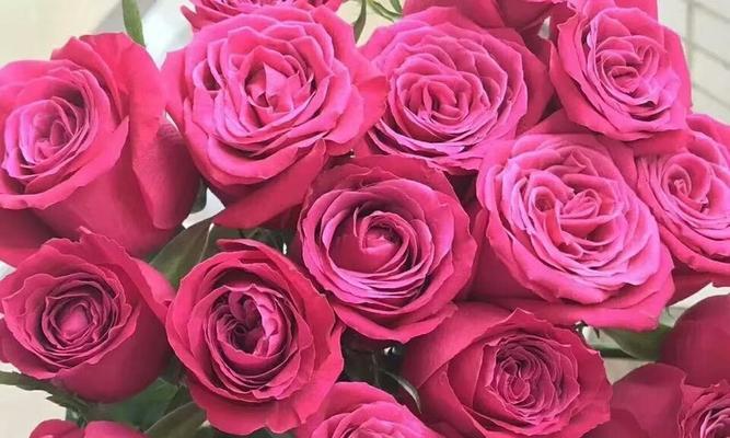 常见玫瑰花品种花语解读（玫瑰花语的浪漫传说）