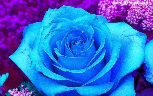 常见玫瑰花品种花语解读（玫瑰花语的浪漫传说）