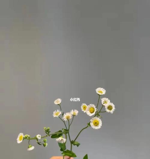 雏菊花语（以各色雏菊的花语为窗口）