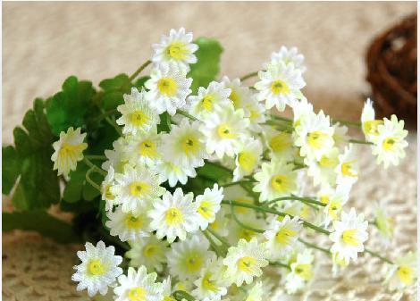 小雏菊的花语与寓意（探寻小雏菊的含义和象征）