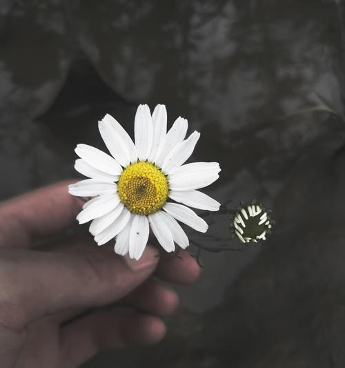 雏菊花语与寓意——拥抱希望与坚持（以雏菊为媒介）