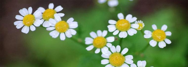 雏菊花语与寓意——拥抱希望与坚持（以雏菊为媒介）