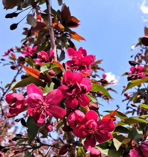 垂丝海棠（花语浓郁）