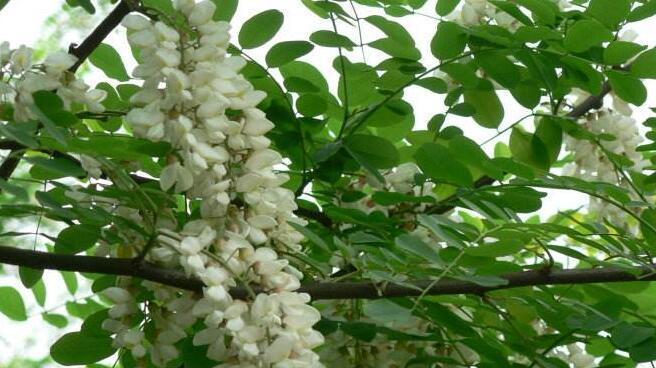 刺槐花语（用生命之花传递希望与勇气）
