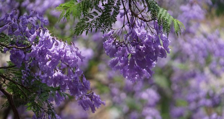 刺槐花语（用生命之花传递希望与勇气）