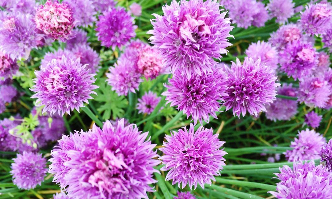 翠菊花语之美——崇尚坚强和自信的象征（从花语中解读翠菊的意义与特点）