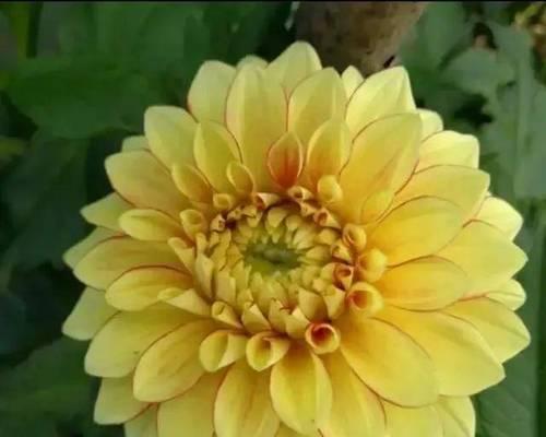 大丽花的花语意义（探索大丽花所代表的情感和象征）