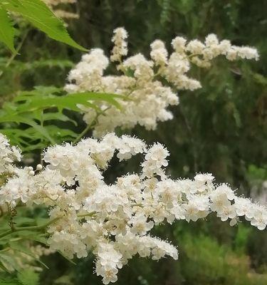 友情花开，情谊长久（用花语诠释友情的美好）