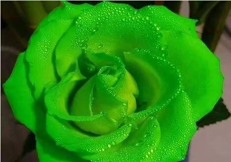 友情之花绽放的美丽园林（探寻友情花朵的绚烂芳华）
