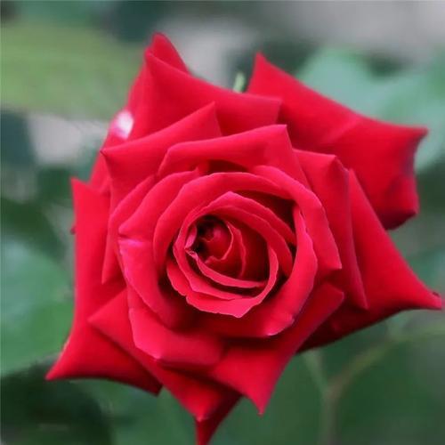 友谊之花，那份爱送什么（探寻友谊的象征）
