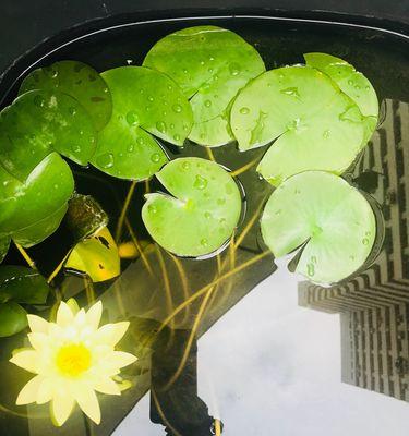 友谊长存的花——生命中的永恒纪念（永不凋零的友谊）