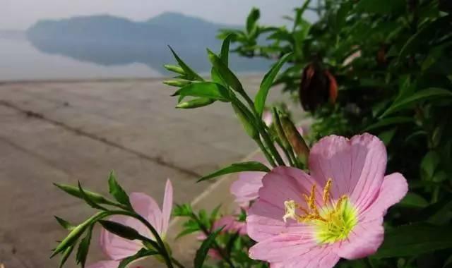 待霄草花语（揭开待霄草花语的神秘面纱）